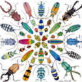 Beautiful Beetles