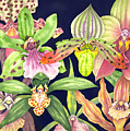 Orchids 