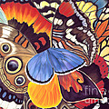 Wings Of California